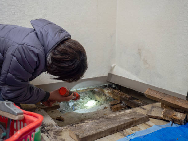 Best Attic Mold Removal  in Naugatuck, CT