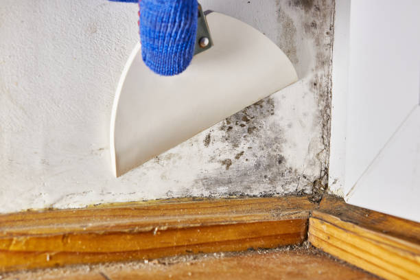 Best Air Quality Testing for Mold Spores  in Naugatuck, CT